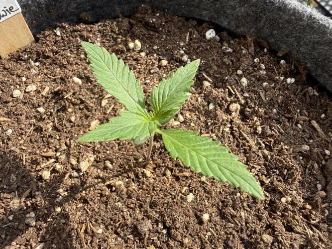#2026 Balkon GROW Germany - Maui Wowie. Week 2 - Day #12