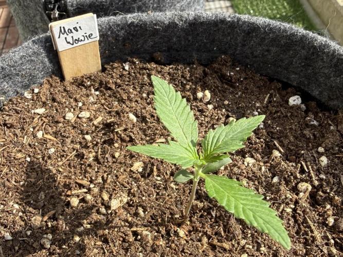 #2026 Balkon GROW Germany - Maui Wowie. Week 2 - Day #12