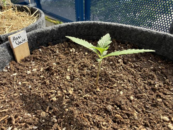 #2026 Balkon GROW Germany - Maui Wowie. Week 2 - Day #12