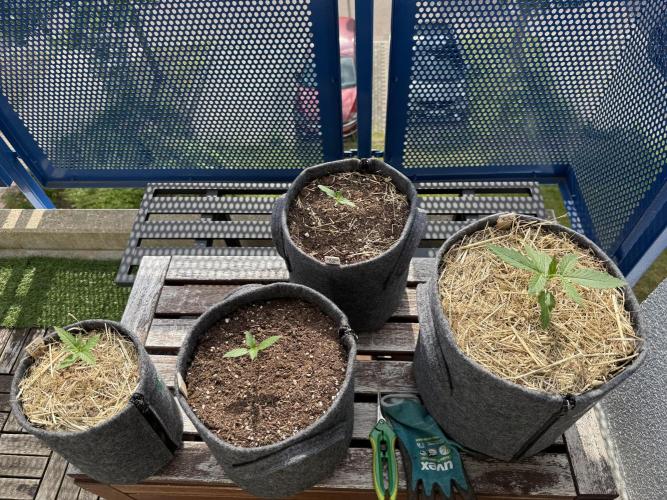 #2026 Balkon GROW Germany - Maui Wowie. Week 2 - Day #12