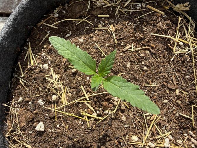 #2026 Balkon GROW Germany - All Gas OG. Week 2 - Day #12