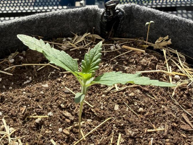 #2026 Balkon GROW Germany - All Gas OG. Week 2 - Day #12