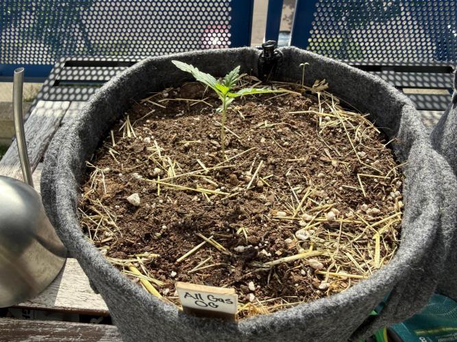 #2026 Balkon GROW Germany - All Gas OG. Week 2 - Day #12