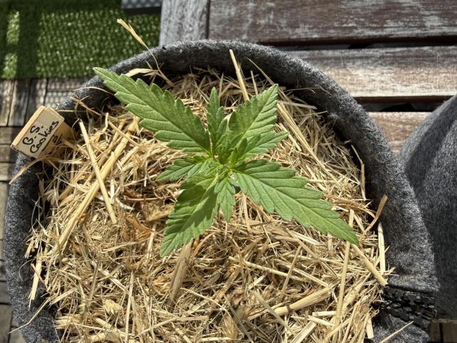 #2026 Balkon GROW Germany - GSC. Week 2 - Day #15