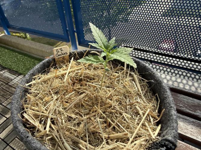 #2026 Balkon GROW Germany - GSC. Week 2 - Day #15