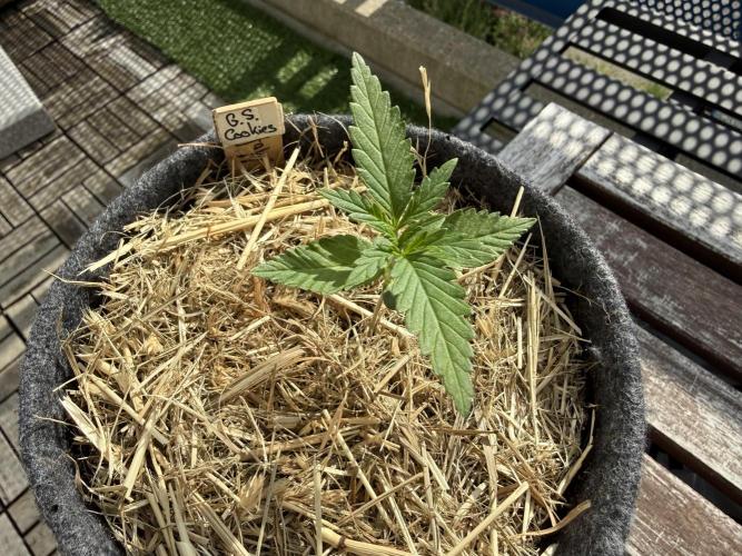 #2026 Balkon GROW Germany - GSC. Week 2 - Day #15