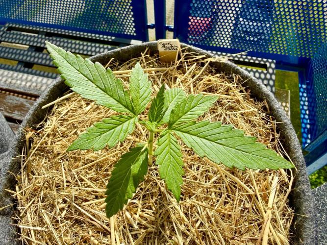 #2026 Balkon GROW Germany - Zkittels. Week 2 - Day #15