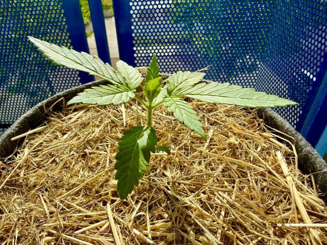 #2026 Balkon GROW Germany - Zkittels. Week 2 - Day #15