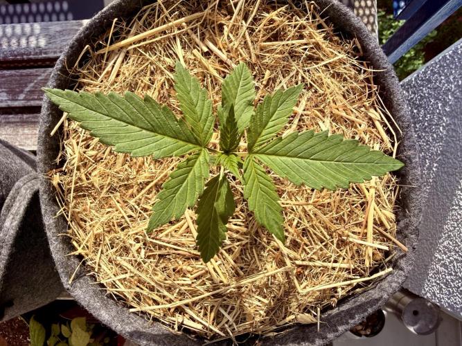 #2026 Balkon GROW Germany - Zkittels. Week 2 - Day #15