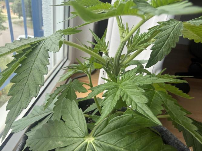 #2026 Balkon GROW Germany - Runtz. Week 4 - Day #25