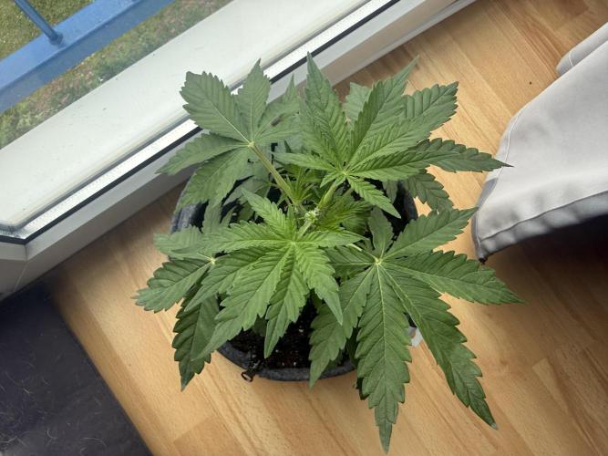 #2026 Balkon GROW Germany - Runtz. Week 4 - Day #25