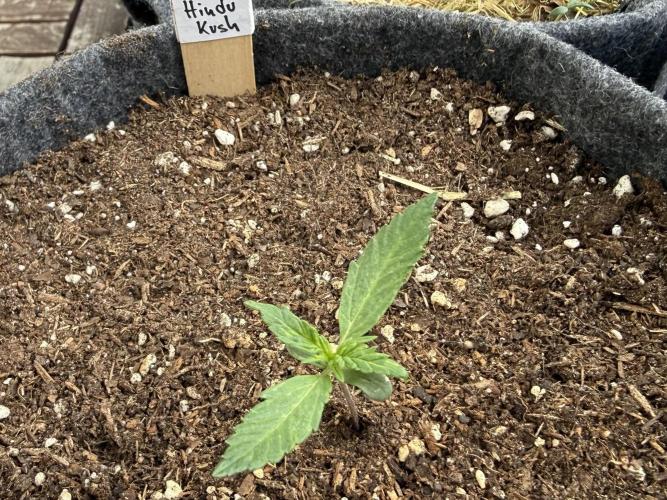 Hindu Kush Automatic. Week 1