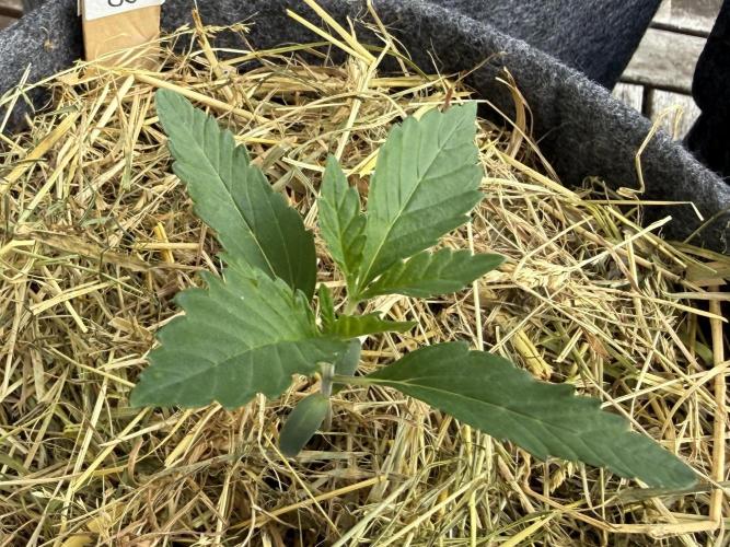 #2026 Balkon GROW Germany - All Gas OG. Week 2 - Day #15