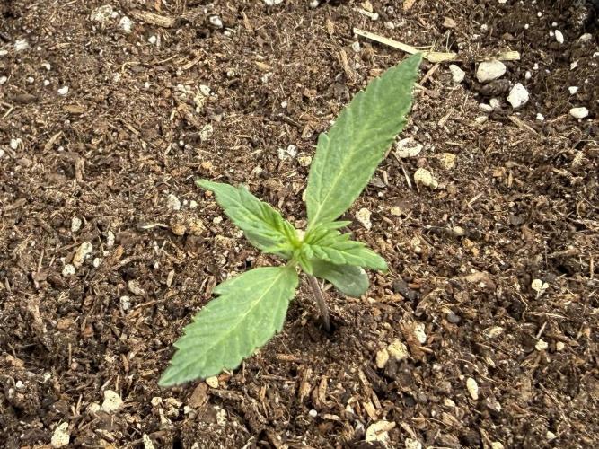 Hindu Kush Automatic. Week 1