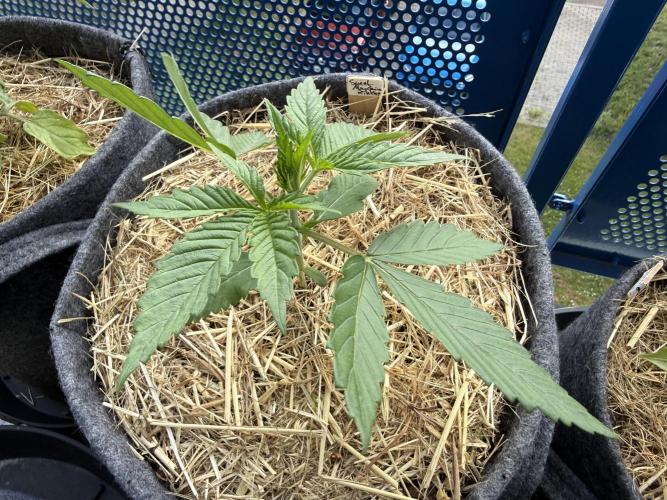 #2026 Balkon GROW Germany - Zkittels. Week 2 - Day #18