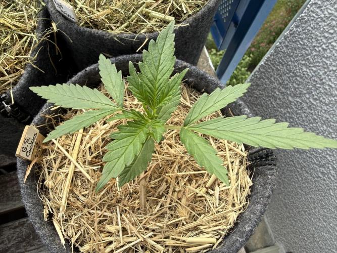 Girl Scout Cookies Auto. Week 2