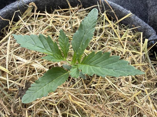#2026 Balkon GROW Germany - Maui Wowie. Week 2 - Day #15