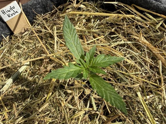 Hindu Kush Automatic. Week 2
