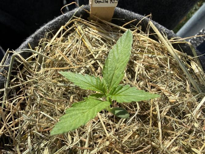 Strawberry Gorilla Auto RF3. Week 2