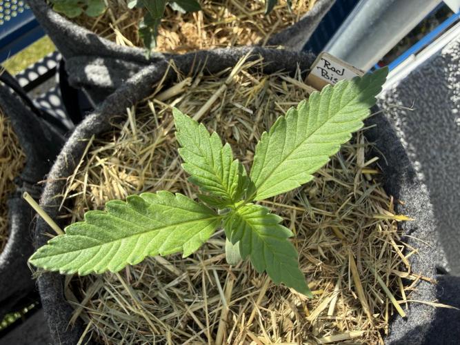 #2026 Balkon GROW Germany - Red Poison. Week 2 - Day #13