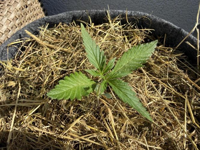 Purple Lemonade FF. Week 2
