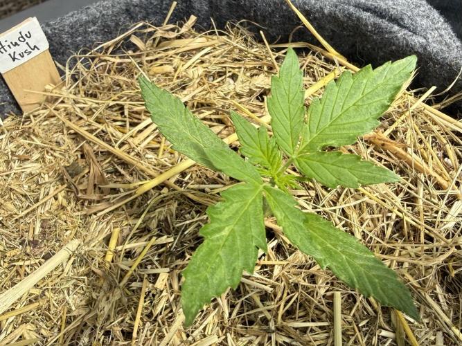 Hindu Kush Automatic. Week 2