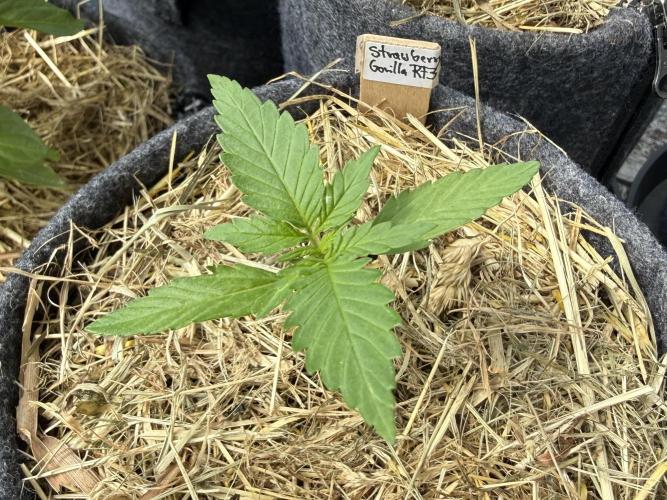 Strawberry Gorilla Auto RF3. Week 2