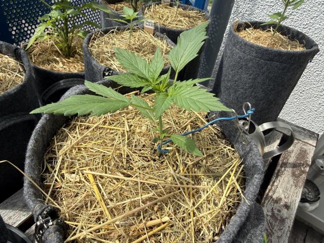 #2026 Balkon GROW Germany - Maui Wowie. Week 3 - Day #19