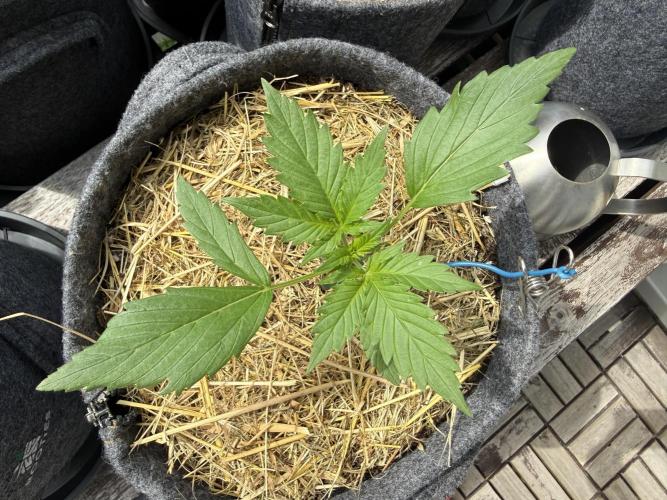 #2026 Balkon GROW Germany - Maui Wowie. Week 3 - Day #19