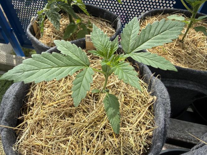 #2026 Balkon GROW Germany - All Gas OG. Week 3 - Day #19