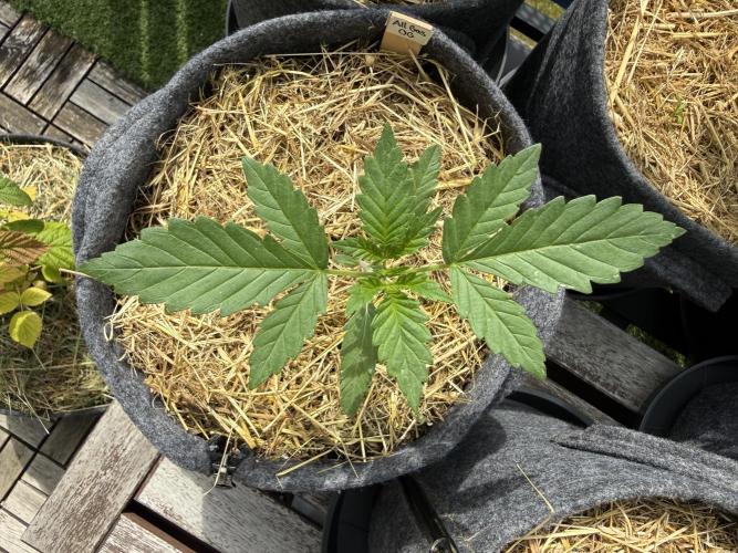 #2026 Balkon GROW Germany - All Gas OG. Week 3 - Day #19