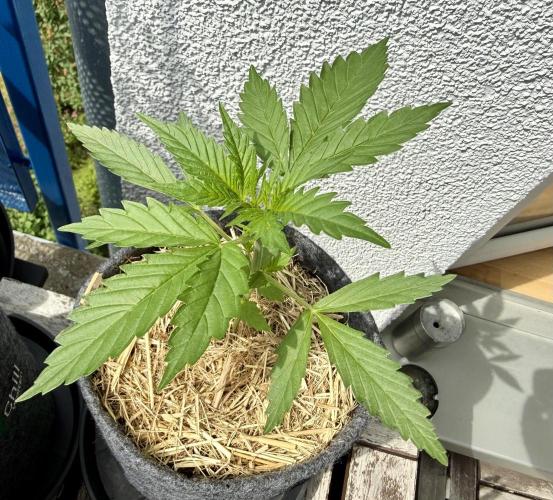 #2026 Balkon GROW Germany - GSC. Week 3 - Day #22