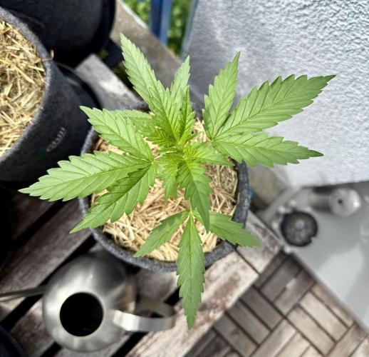 #2026 Balkon GROW Germany - GSC. Week 3 - Day #22