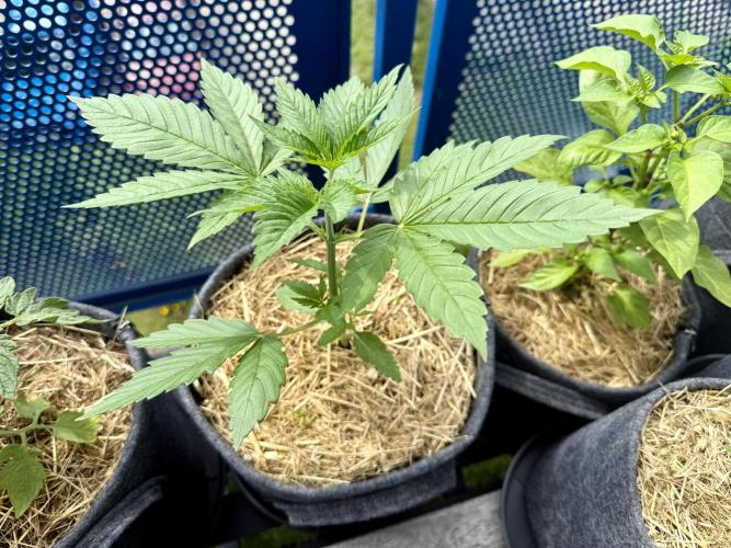 #2026 Balkon GROW Germany - Zkittels. Week 3 - Day #22