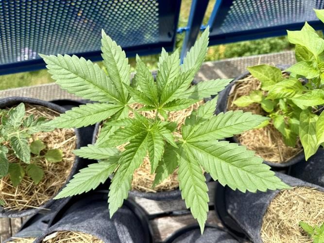 #2026 Balkon GROW Germany - Zkittels. Week 3 - Day #22