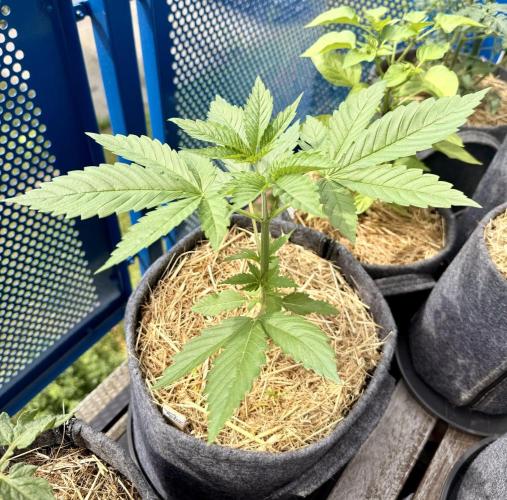 Sweet Mandarine Zkittlez F1 Fast Version. Week 3