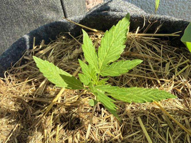 #2026 Balkon GROW Germany - Hindu Kush. Week 2 - Day #18