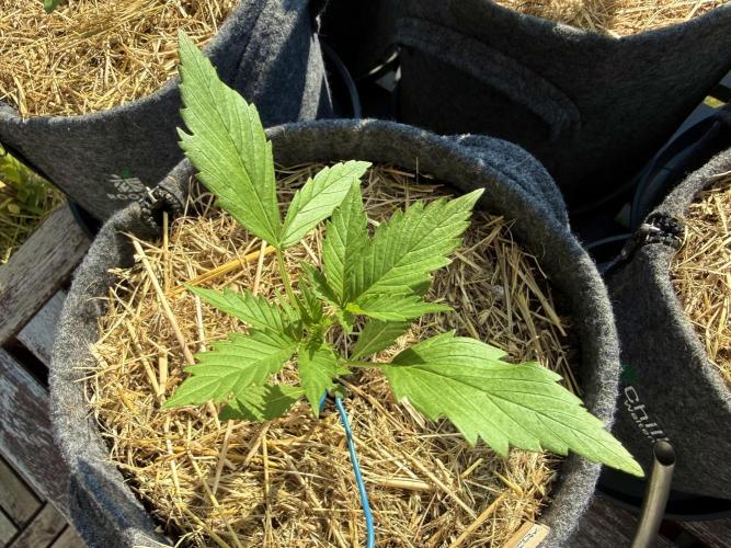 #2026 Balkon GROW Germany - Maui Wowie. Week 3 - Day #19