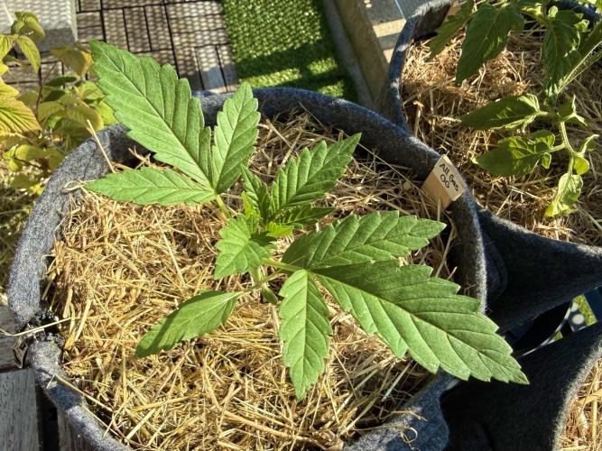 #2026 Balkon GROW Germany - All Gas OG. Week 3 - Day #19