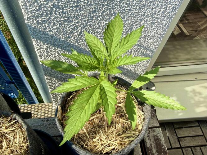 #2026 Balkon GROW Germany - GSC. Week 3 - Day #22