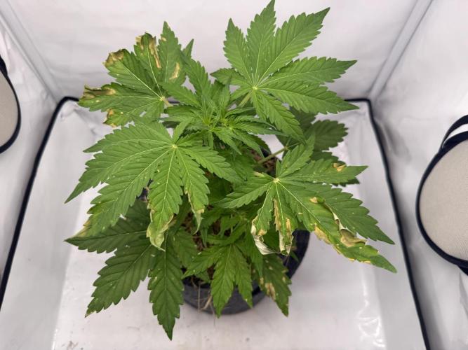 #2026 Balkon GROW Germany - Runtz. Week 4 - Day #31