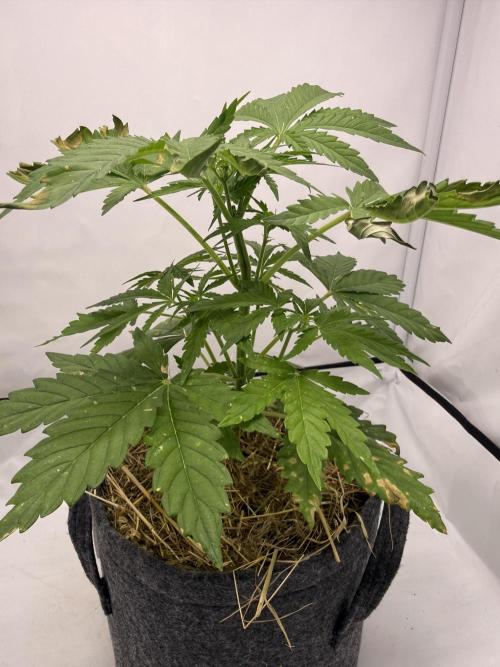 #2026 Balkon GROW Germany - Runtz. Week 4 - Day #31