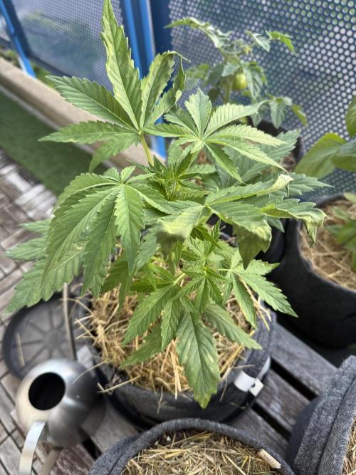 #2026 Balkon GROW Germany - Runtz. Week 4 - Day #29