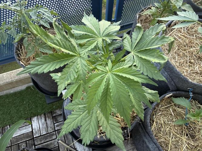 #2026 Balkon GROW Germany - Runtz. Week 4 - Day #29