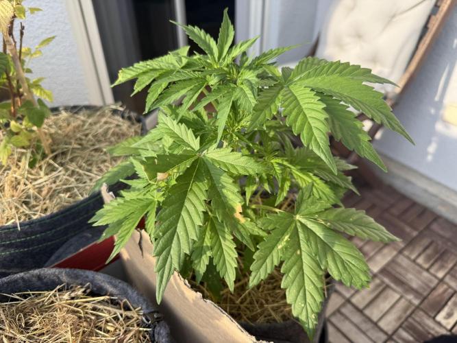 #2026 Balkon GROW Germany - Runtz. Week 5 - Day #33