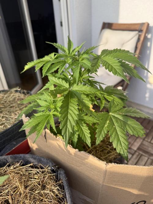#2026 Balkon GROW Germany - Runtz. Week 5 - Day #33
