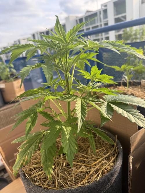 #2026 Balkon GROW Germany - Runtz. Week 5