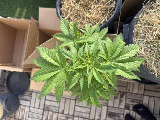 #2026 Balkon GROW Germany - Runtz. Week 5