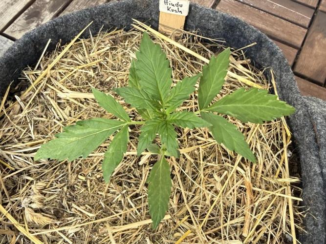 #2026 Balkon GROW Germany - Hindu Kush. Week 2 - Day #20