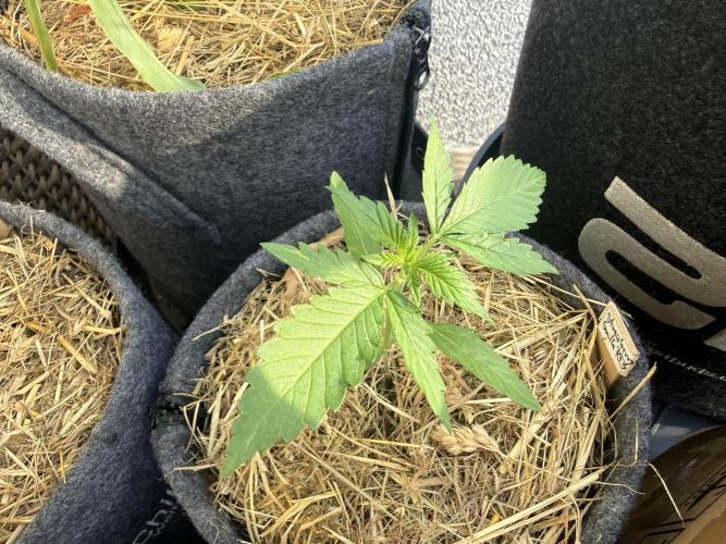 Strawberry Gorilla Auto RF3. Week 2